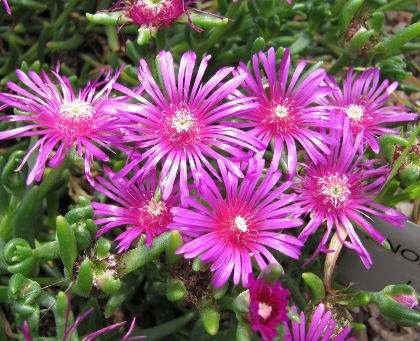 Delosperma cooperi 